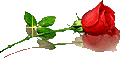 rosaroja.png
